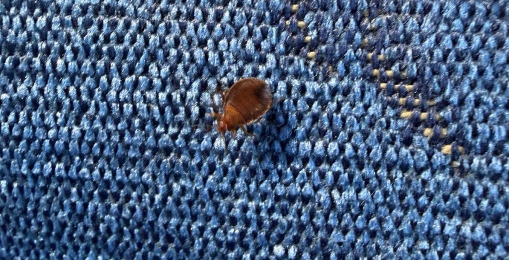 Incident neplăcut pe ruta Timișoara – Arad: Vagon dezinfectat de urgență după ce un călător a filmat ploșnițe pe scaune