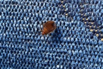 Incident neplăcut pe ruta Timișoara – Arad: Vagon dezinfectat de urgență după ce un călător a filmat ploșnițe pe scaune