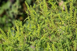 Planta de ambrozie înflorită pe un teren neîngrijit din Timișoara, ilustrând pericolul pentru alergici