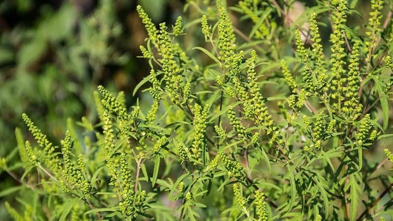 Planta de ambrozie înflorită pe un teren neîngrijit din Timișoara, ilustrând pericolul pentru alergici