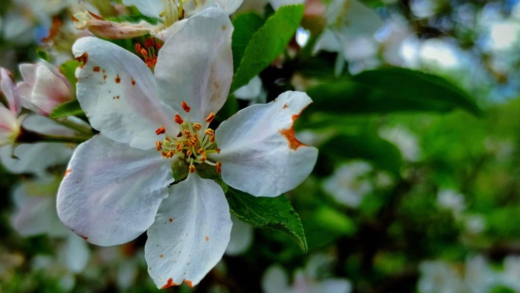 Prognoză meteo Paște Timișoara: soare și temperaturi de 21 grade în Banat.