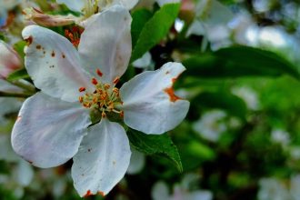 Prognoză meteo Paște Timișoara: soare și temperaturi de 21 grade în Banat.