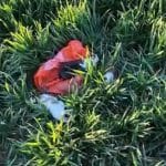 Cinci pui de cățeluși salvați după ce au fost abandonați pe marginea unui drum din localitatea Deta, județul Timiș.