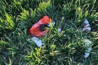 Cinci pui de cățeluși salvați după ce au fost abandonați pe marginea unui drum din localitatea Deta, județul Timiș.