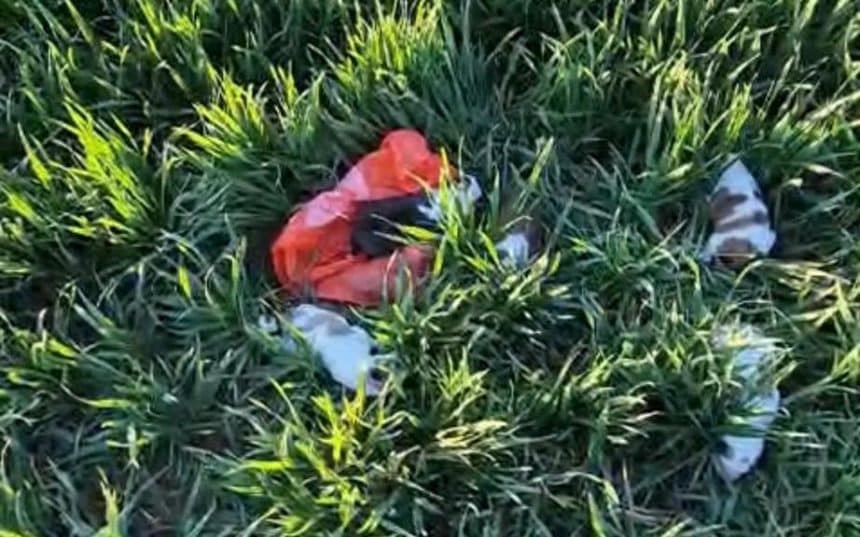 Cinci pui de cățeluși salvați după ce au fost abandonați pe marginea unui drum din localitatea Deta, județul Timiș.