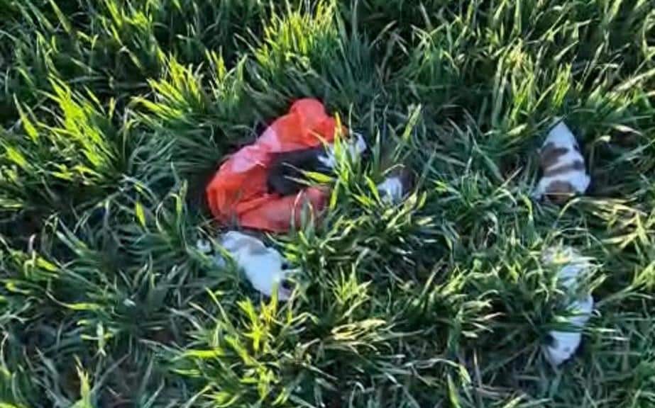 Cinci pui de cățeluși salvați după ce au fost abandonați pe marginea unui drum din localitatea Deta, județul Timiș.