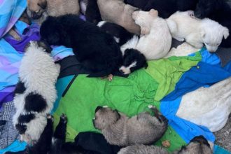 Pui de câine salvați dintr-o zonă de pubele din Caransebeș, aflați acum sub îngrijirea unui adăpost.