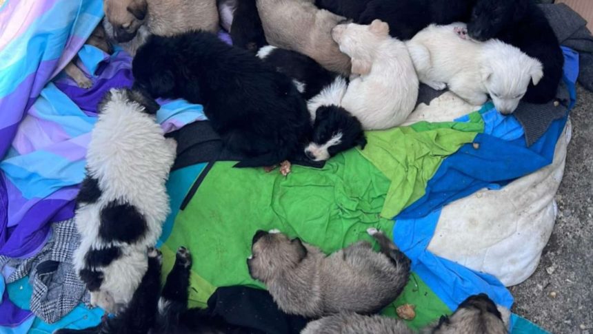 Pui de câine salvați dintr-o zonă de pubele din Caransebeș, aflați acum sub îngrijirea unui adăpost.