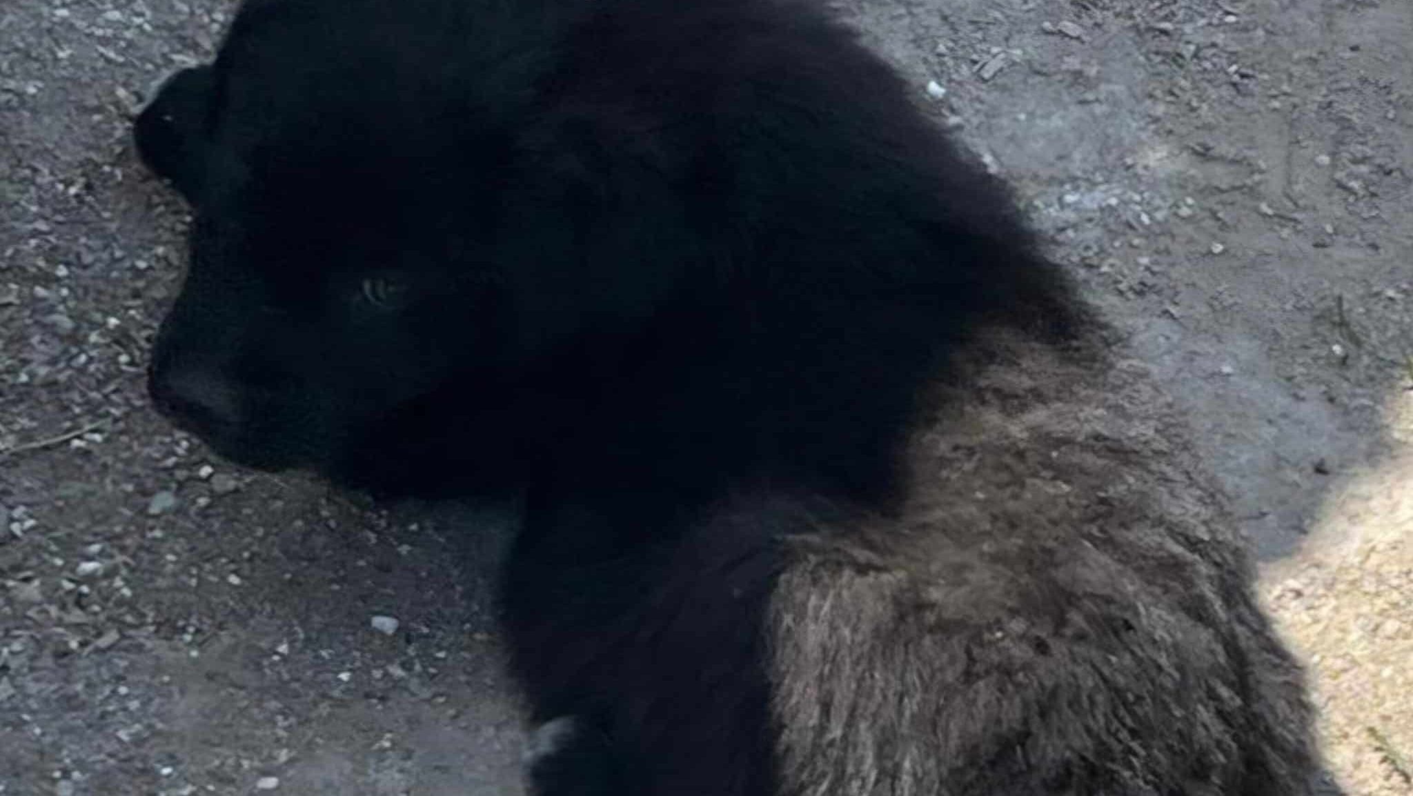 Pui de câine salvați dintr-o zonă de pubele din Caransebeș, aflați acum sub îngrijirea unui adăpost.