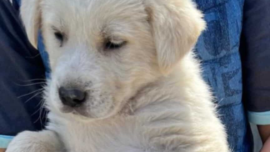 Pui de câine salvați dintr-o zonă de pubele din Caransebeș, aflați acum sub îngrijirea unui adăpost.