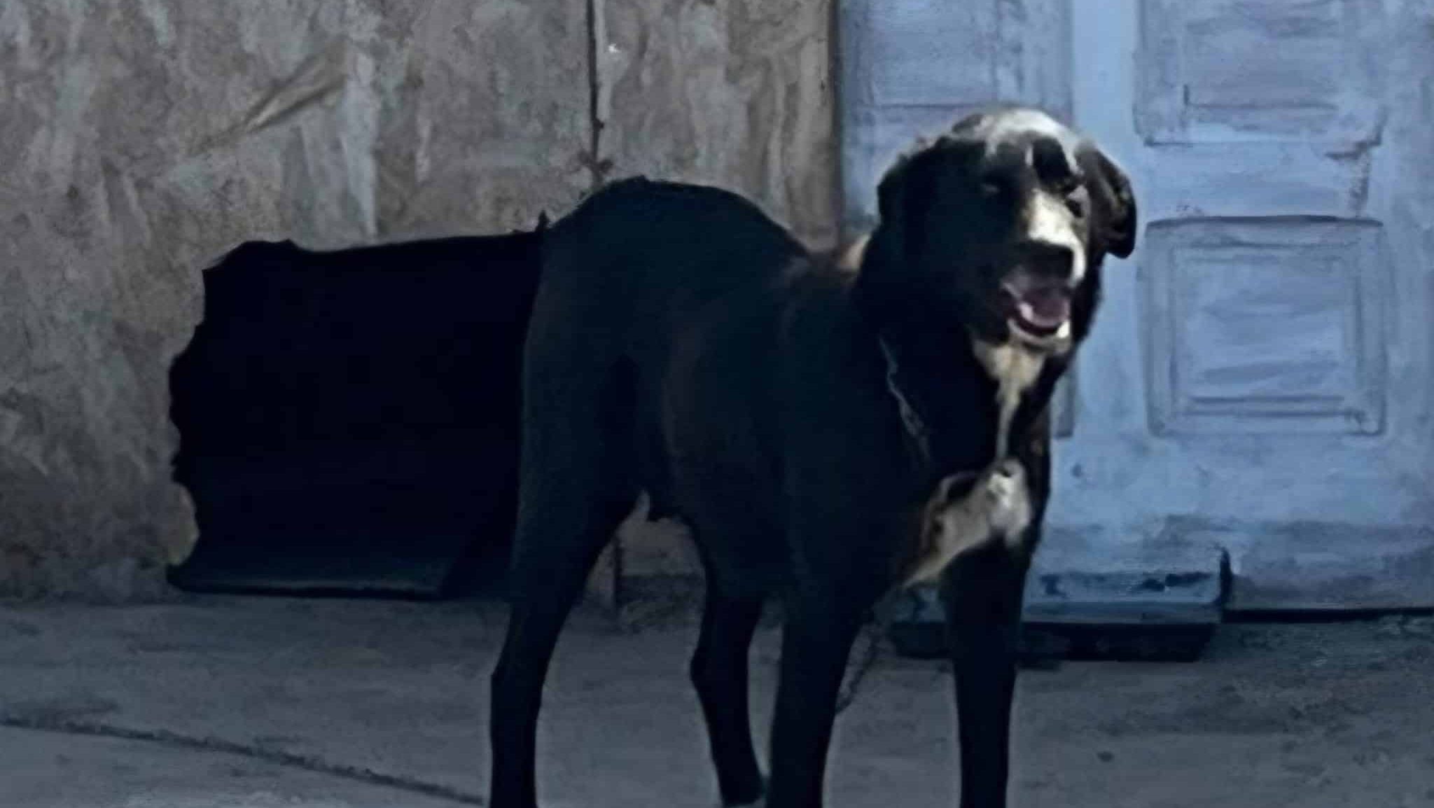 Pui de câine salvați dintr-o zonă de pubele din Caransebeș, aflați acum sub îngrijirea unui adăpost.