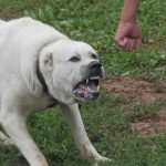Echipaje de poliție și criminaliști efectuând cercetări la o stână din județul Timiș după un atac canin fatal.