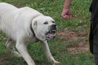 Echipaje de poliție și criminaliști efectuând cercetări la o stână din județul Timiș după un atac canin fatal.