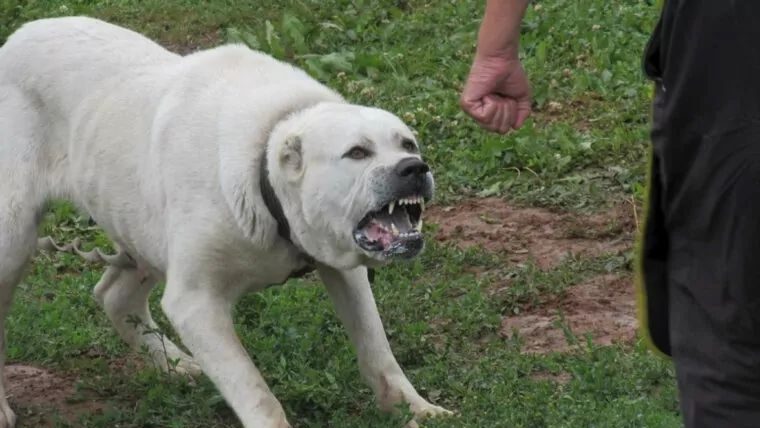 Echipaje de poliție și criminaliști efectuând cercetări la o stână din județul Timiș după un atac canin fatal.