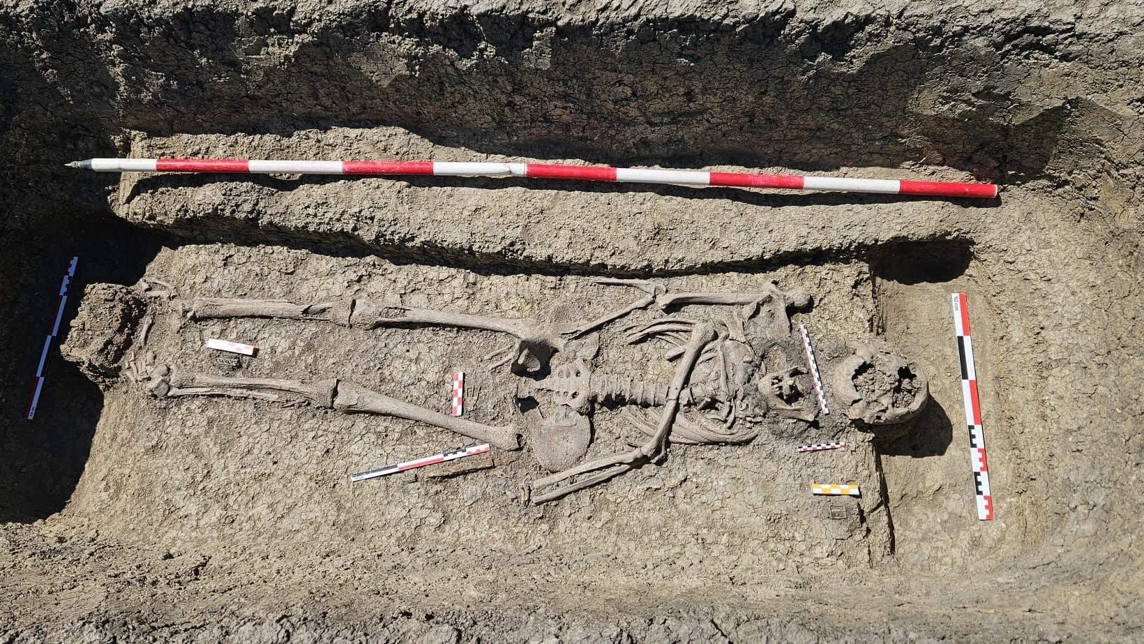 Arheologi excavând mormântul unui războinic avar îngropat alături de calul său, pe șantierul Centurii Timișoara Vest.