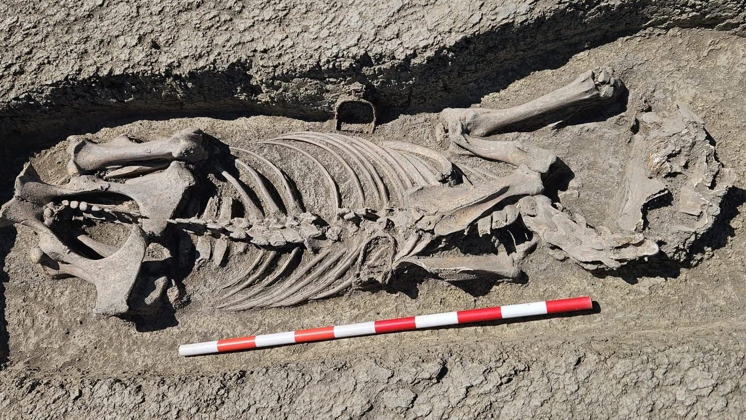 Arheologi excavând mormântul unui războinic avar îngropat alături de calul său, pe șantierul Centurii Timișoara Vest.