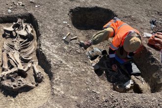 Arheologi excavând mormântul unui războinic avar îngropat alături de calul său, pe șantierul Centurii Timișoara Vest.