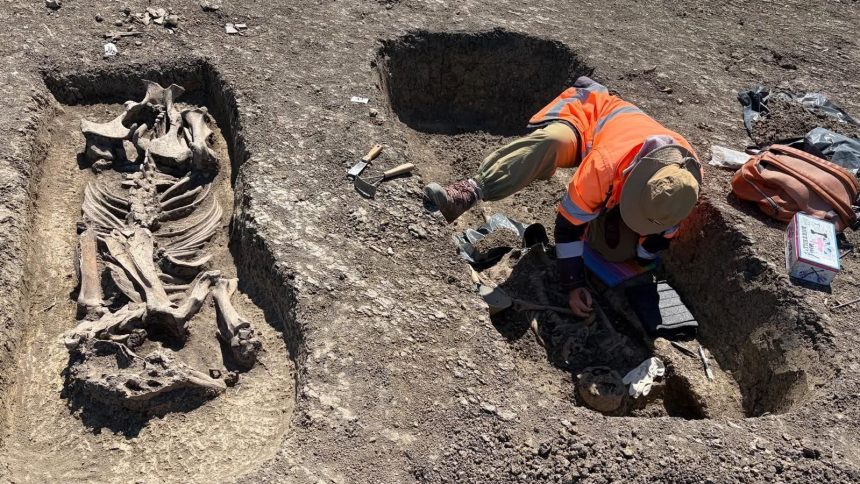 Arheologi excavând mormântul unui războinic avar îngropat alături de calul său, pe șantierul Centurii Timișoara Vest.
