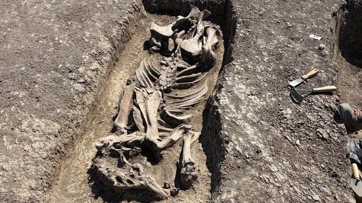 Arheologi excavând mormântul unui războinic avar îngropat alături de calul său, pe șantierul Centurii Timișoara Vest.