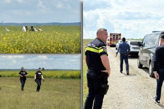 Zeci de polițiști și jandarmi desfășurând căutări pe un câmp din Parhida, județul Bihor, după uciderea unei eleve de 18 ani.