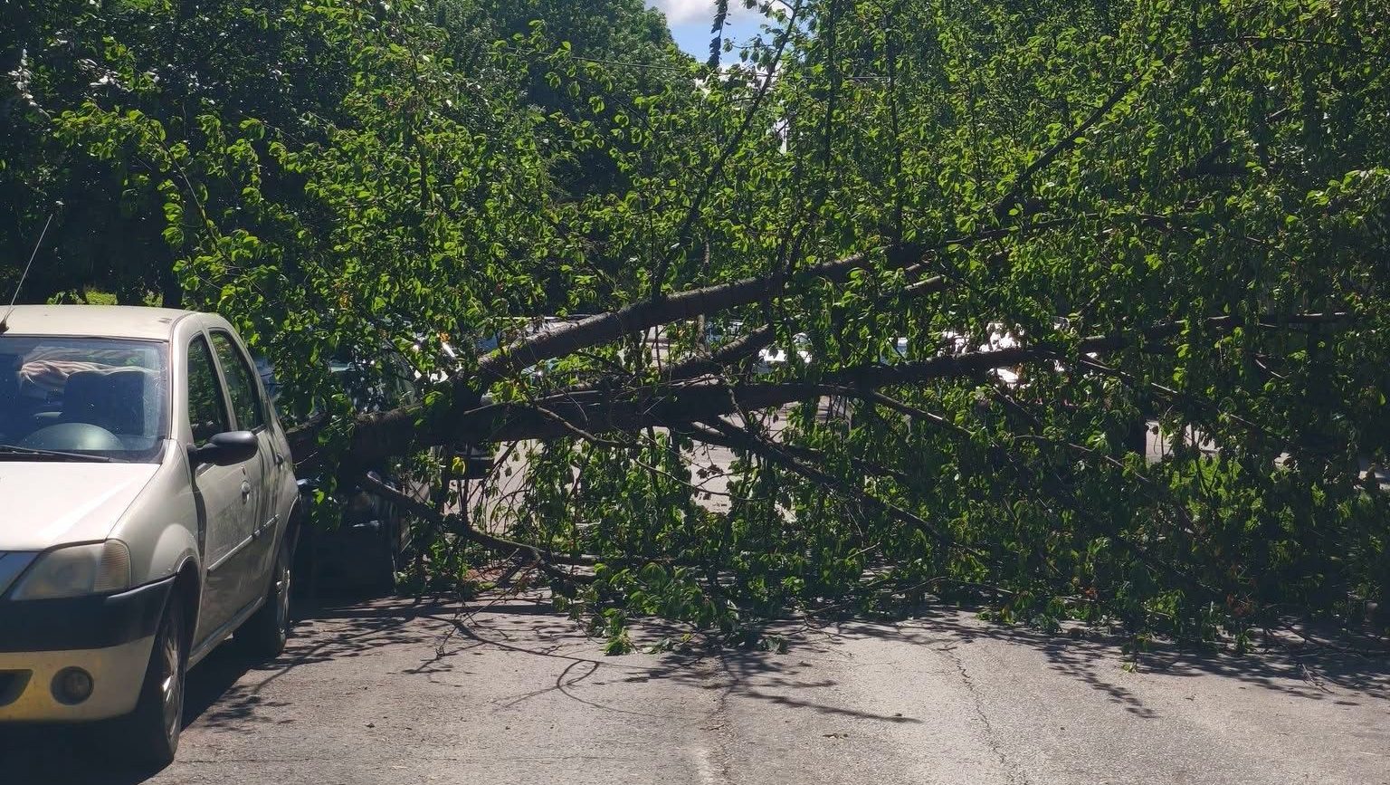 Autoturism avariat de un arbore smuls din rădăcină pe strada Silistra din zona Calea Lipovei, în timpul unei furtuni în Timișoara.