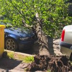 Autoturism avariat de un arbore smuls din rădăcină pe strada Silistra din zona Calea Lipovei, în timpul unei furtuni în Timișoara.