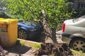 Autoturism avariat de un arbore smuls din rădăcină pe strada Silistra din zona Calea Lipovei, în timpul unei furtuni în Timișoara.