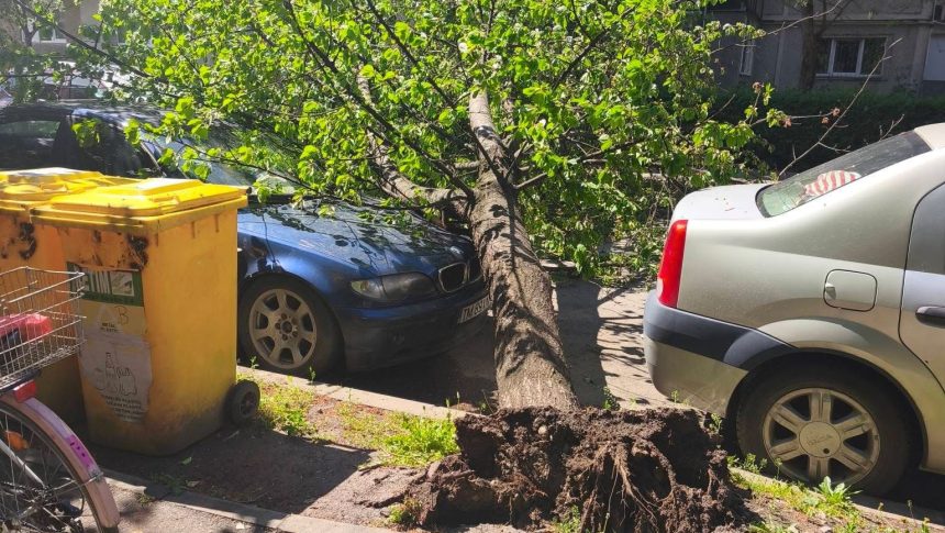 Autoturism avariat de un arbore smuls din rădăcină pe strada Silistra din zona Calea Lipovei, în timpul unei furtuni în Timișoara.