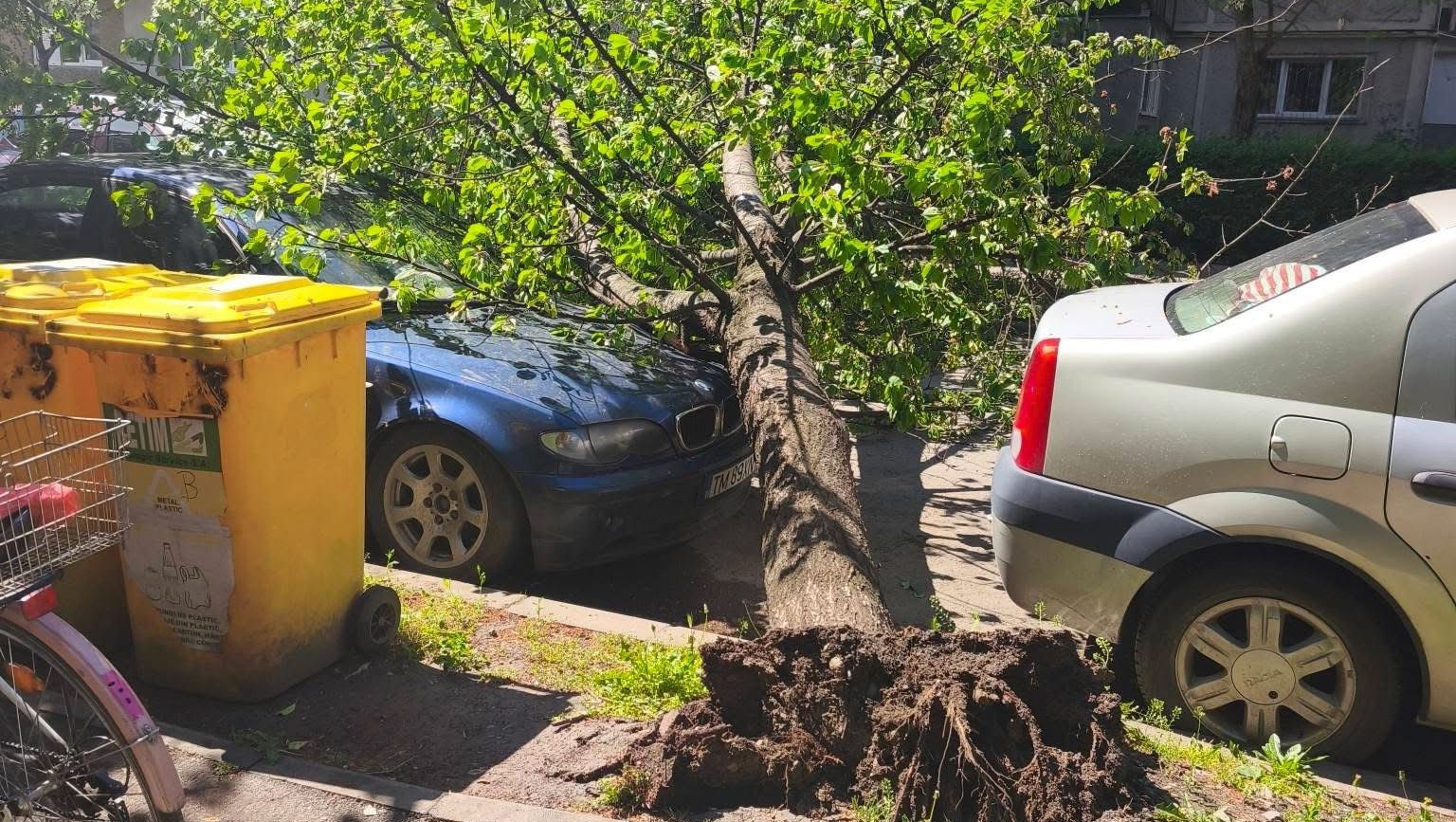 Autoturism avariat de un arbore smuls din rădăcină pe strada Silistra din zona Calea Lipovei, în timpul unei furtuni în Timișoara.