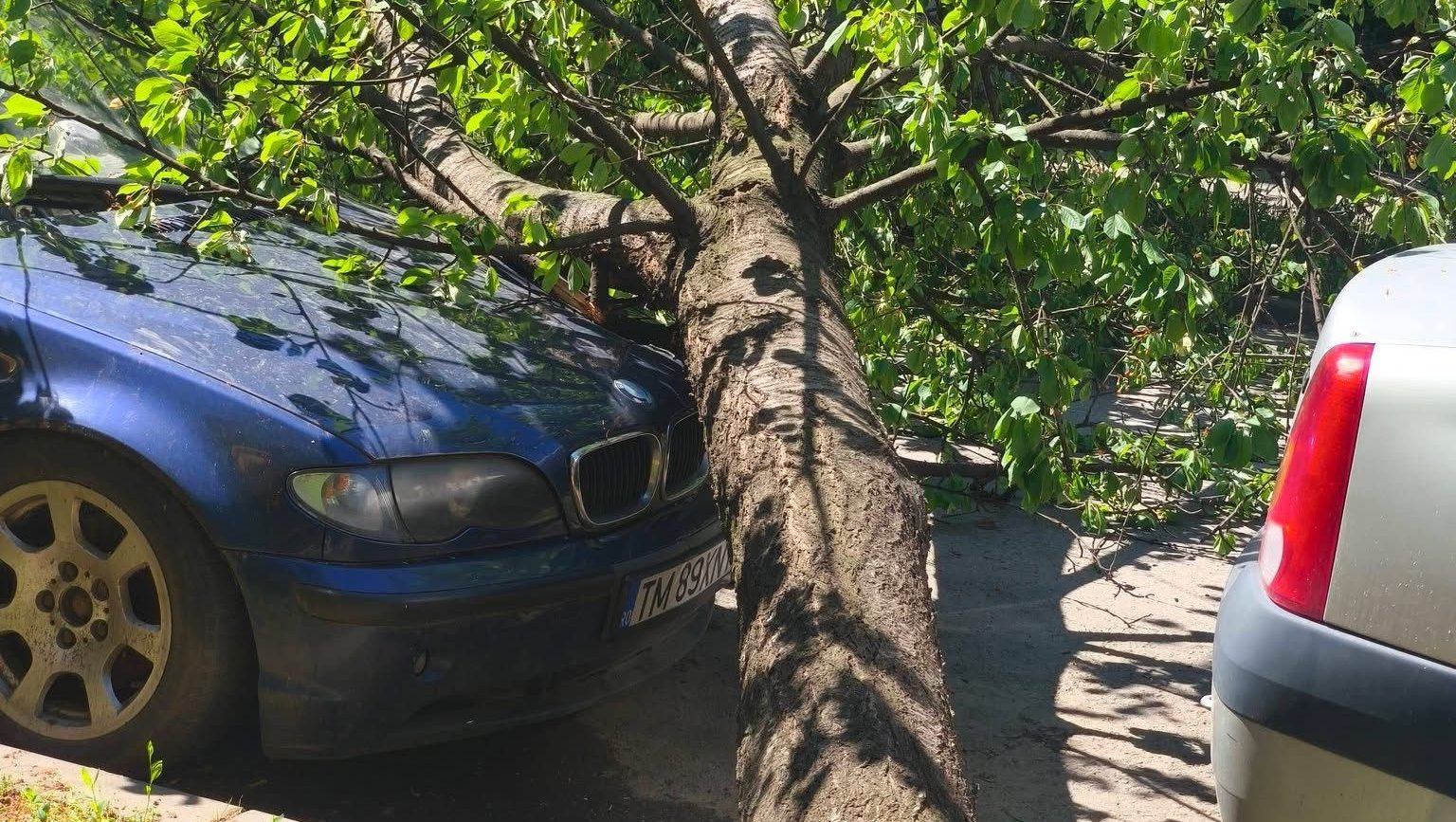 Autoturism avariat de un arbore smuls din rădăcină pe strada Silistra din zona Calea Lipovei, în timpul unei furtuni în Timișoara.
