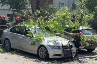 Un arbore de mari dimensiuni prăbușit peste caroseria a trei autoturisme parcate în zona rezidențială Intrarea Neptun din Timișoara.
