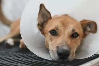 Un medic veterinar consultând un animal de companie într-un cabinet medical din Timișoara.