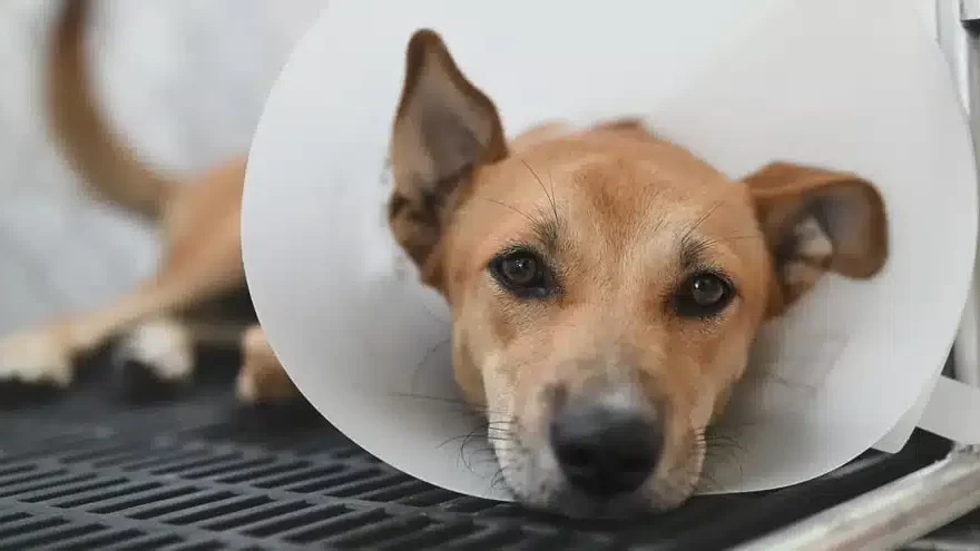 Un medic veterinar consultând un animal de companie într-un cabinet medical din Timișoara.
