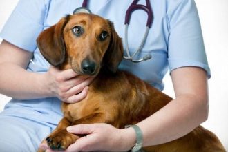 Membrii Consiliului Județean Timiș votând proiectul de hotărâre pentru subvenționarea programelor de protecție a animalelor.