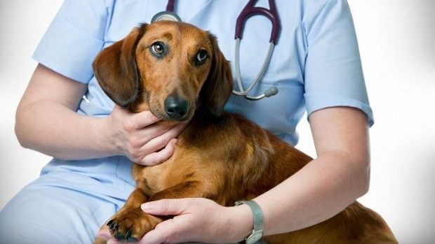 Membrii Consiliului Județean Timiș votând proiectul de hotărâre pentru subvenționarea programelor de protecție a animalelor.