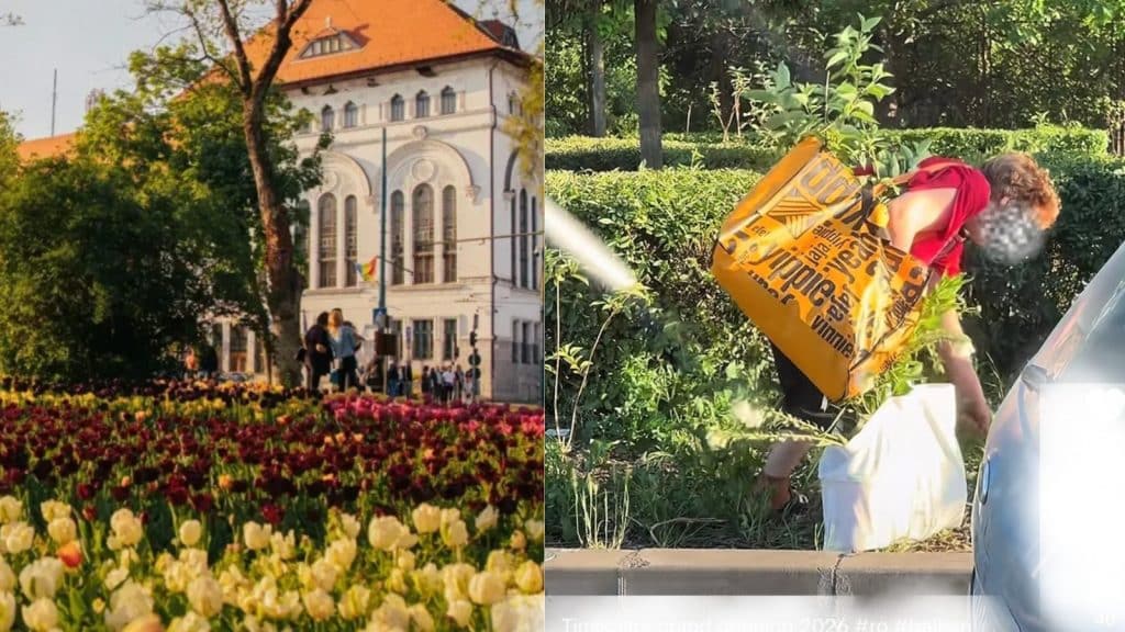 Lalele și plante decorative plantate în scuarurile stradale din Timișoara, vizate de actele de vandalism și furt.