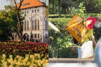 Lalele și plante decorative plantate în scuarurile stradale din Timișoara, vizate de actele de vandalism și furt.