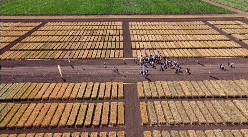 Participanți la Ziua Câmpului organizată la Stațiunea de Cercetare-Dezvoltare Agricolă Lovrin, unde au fost prezentate tehnologii moderne pentru agricultură