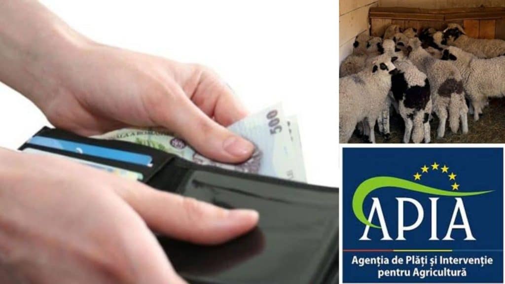 Fermier completând cererea pentru eliberarea adeverinței APIA necesare accesării unui credit bancar cu dobândă plafonată.