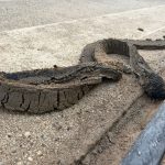 Vagon de tramvai STPT oprit în trafic pe timp de caniculă, în contextul devierii liniilor din cauza deformării șinelor.
