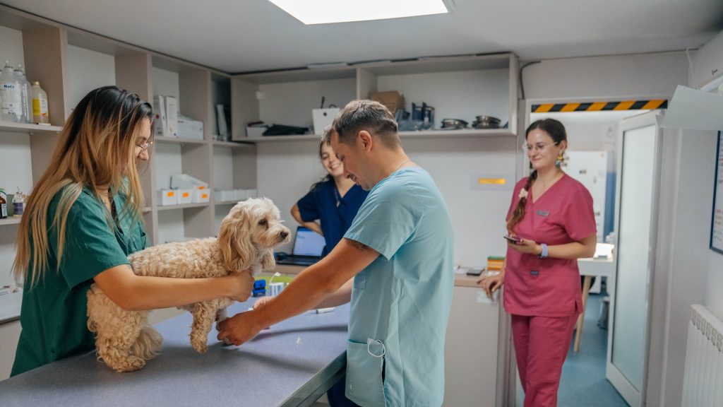 Program de sterilizare gratuita a animalelor cu stapani sau comunitare oferit de Primaria Timisoara