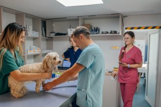 Program de sterilizare gratuita a animalelor cu stapani sau comunitare oferit de Primaria Timisoara