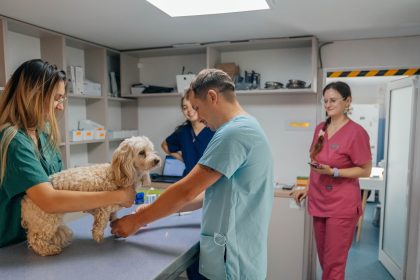 Program de sterilizare gratuita a animalelor cu stapani sau comunitare oferit de Primaria Timisoara