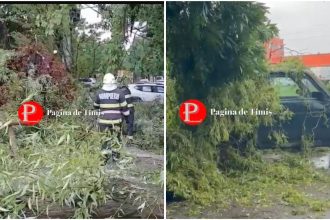 Pompieri militari din Timișoara folosind o drujbă pentru a tăia și îndepărta un copac masiv prăbușit peste un autoturism în timpul vijeliei.