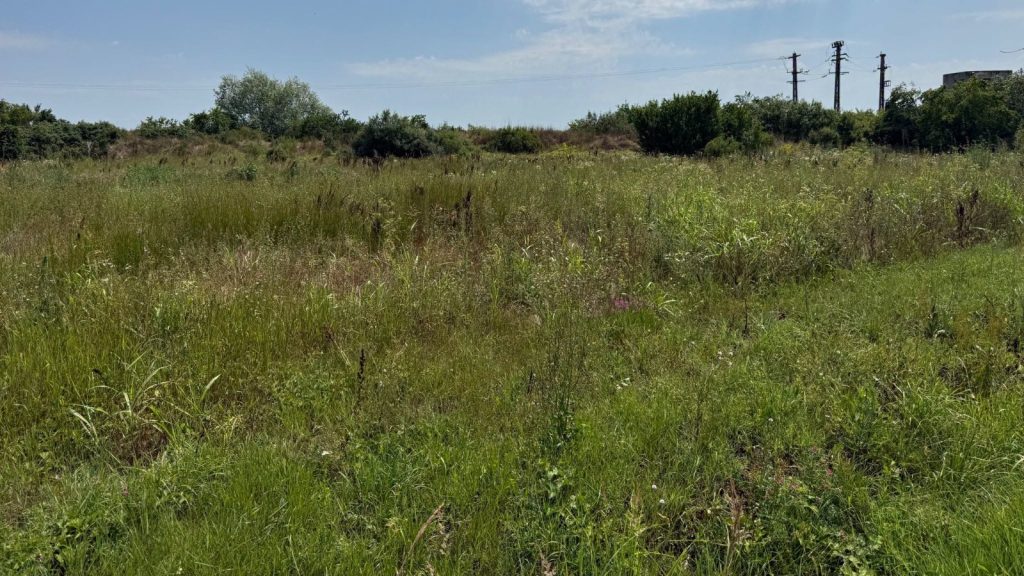 Teren neintretinut cu vegetatie necontrolata si buruieni din comuna Giroc, vizat de controalele si amenzile primariei.
