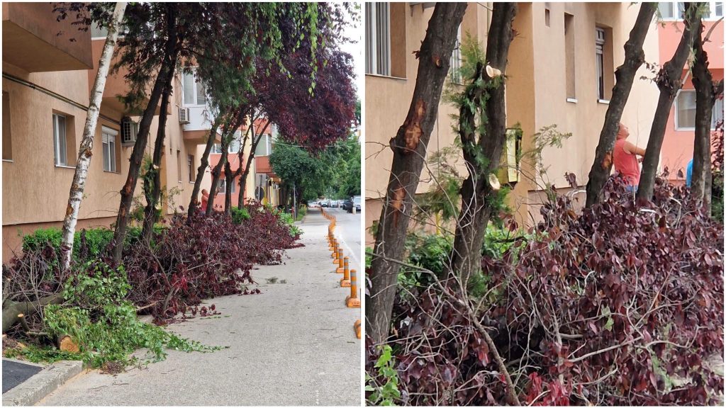 Arbori toaletați de societatea Horticultura în Timișoara, afectați ulterior de intervenții neautorizate.