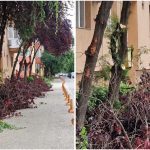 Arbori toaletați de societatea Horticultura în Timișoara, afectați ulterior de intervenții neautorizate.