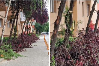 Arbori toaletați de societatea Horticultura în Timișoara, afectați ulterior de intervenții neautorizate.