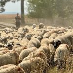 Fermă de oi afectată de măsuri de carantină sanitar-veterinară în județul Timiș.