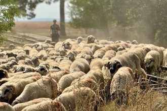 Fermă de oi afectată de măsuri de carantină sanitar-veterinară în județul Timiș.